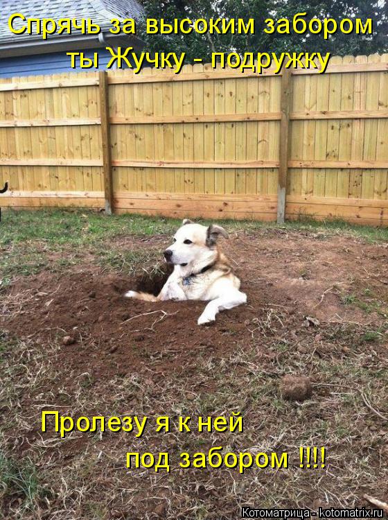 Котоматрица: Спрячь за высоким забором ты Жучку - подружку Пролезу я к ней под забором !!!!