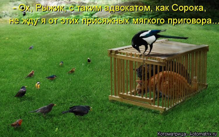 Котоматрица: не жду я от этих присяжных мягкого приговора... - Ох, Рыжик, с таким адвокатом, как Сорока,