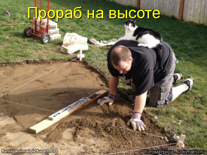 Котоматрица: Прораб на высоте