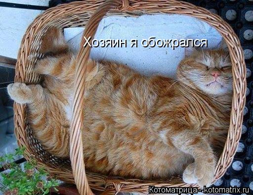 Котоматрица: Хозяин я обожрался