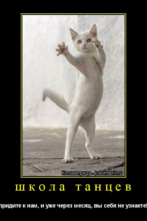 Котоматрица: школа танцев  придите к нам, и уже через месяц, вы себя не узнаете!