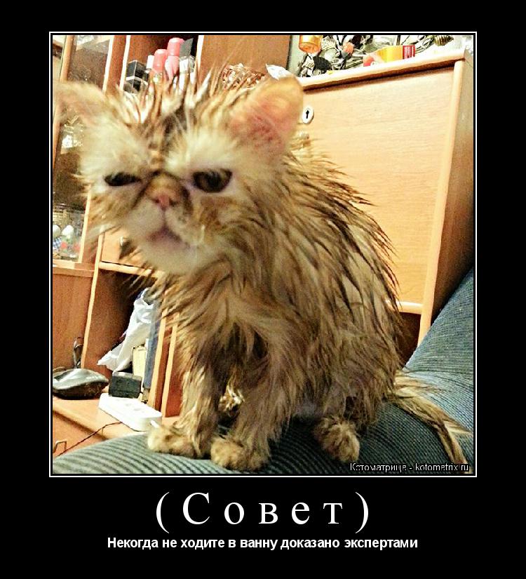 Котоматрица: (Совет) Некогда не ходите в ванну доказано экспертами