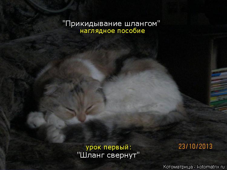 Котоматрица: "Прикидывание шлангом" наглядное пособие урок первый: "Шланг свернут"
