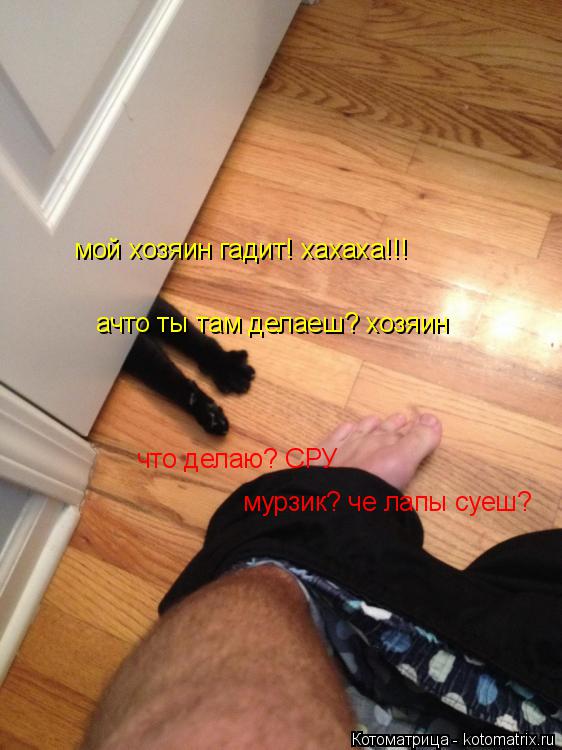 Котоматрица: мурзик? че лапы суеш? ачто ты там делаеш? хозяин что делаю? СРУ мой хозяин гадит! хахаха!!!