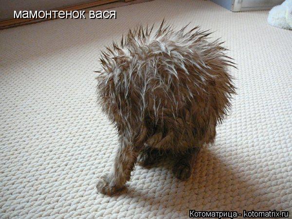 Котоматрица: мамонтенок вася