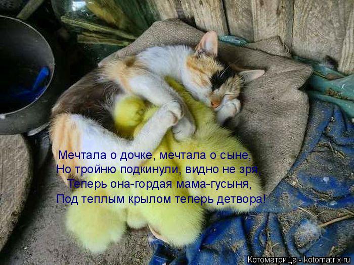 Котоматрица: Мечтала о дочке, мечтала о сыне, Но тройню подкинули, видно не зря, Теперь она-гордая мама-гусыня, Под теплым крылом теперь детвора!