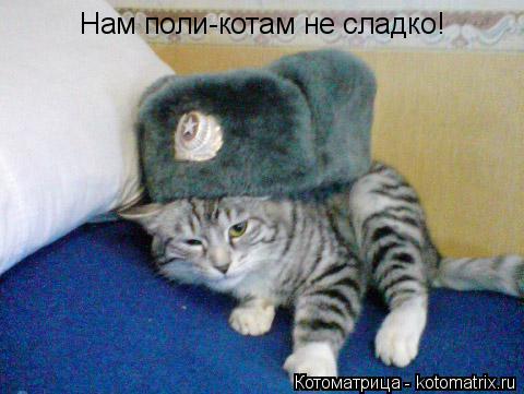 Котоматрица: Нам поли-котам не сладко Нам поли-котам не сладко!