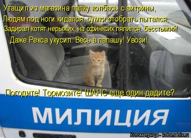Котоматрица: Утащил из магазина палку колбасы с витрины, Людям под ноги кидался, сумки отобрать пытался, Задирал котят нерыжих, на сфинксих пялился, бесс