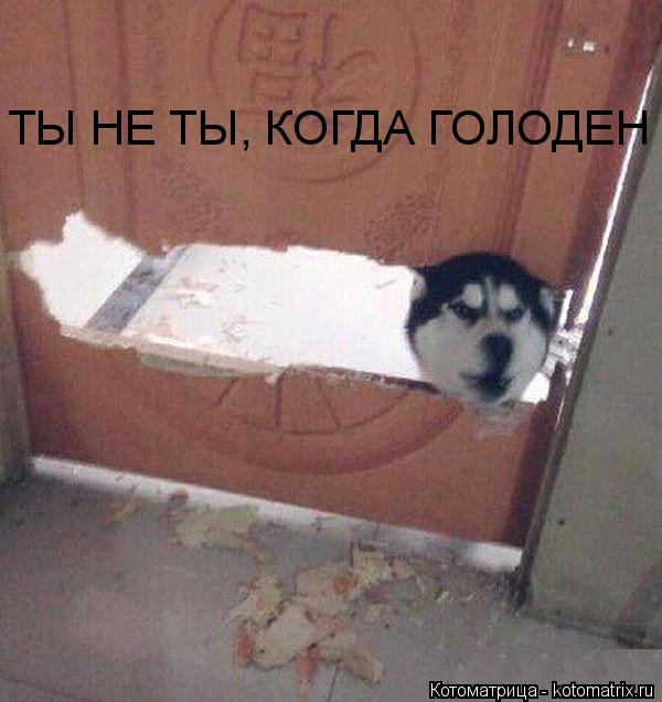 Котоматрица: ТЫ НЕ ТЫ, КОГДА ГОЛОДЕН
