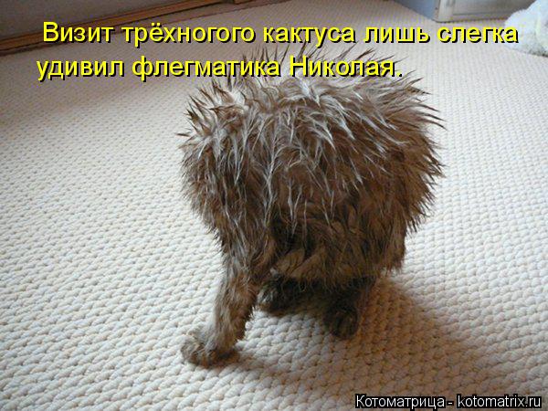 Котоматрица: Визит трёхногого кактуса лишь слегка  удивил флегматика Николая.