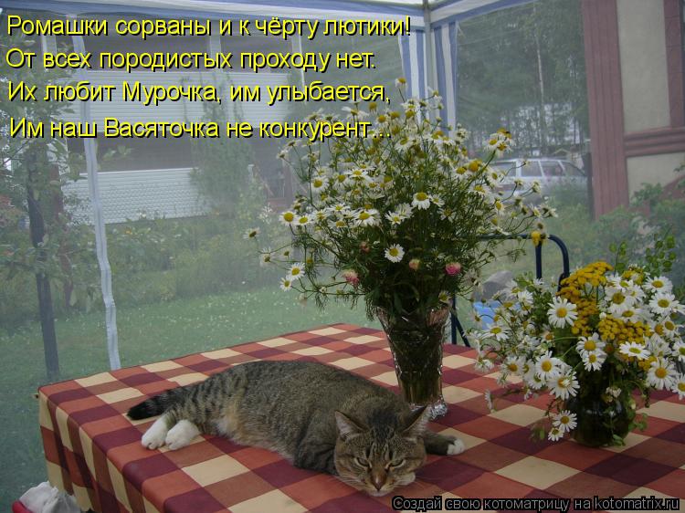 Котоматрица: Ромашки сорваны и к чёрту лютики! От всех породистых проходу нет. Их любит Мурочка, им улыбается, Им наш Васяточка не конкурент…