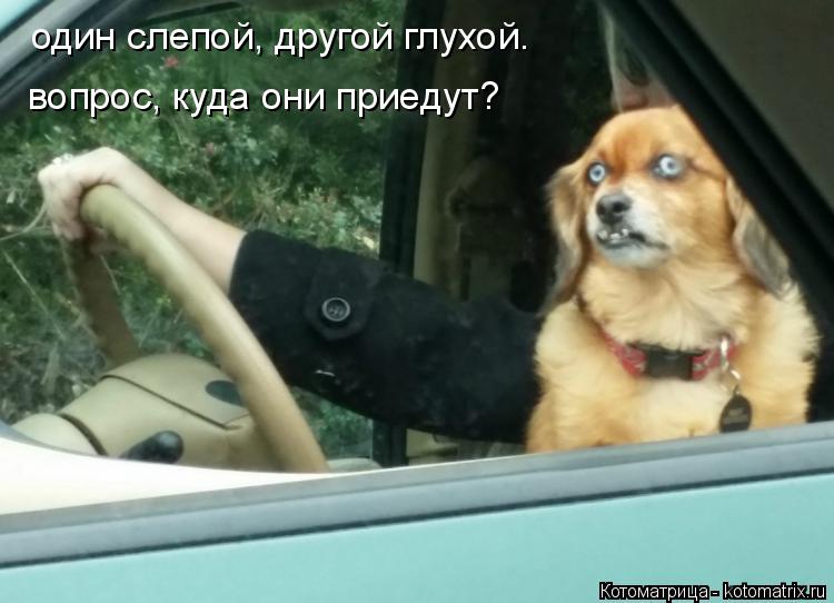 Котоматрица: один слепой, другой глухой.  вопрос, куда они приедут?
