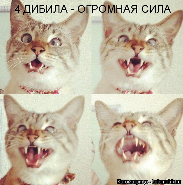 Котоматрица: 4 ДИБИЛА - ОГРОМНАЯ СИЛА