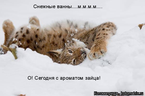 Котоматрица: Снежные ванны....м.м.м.м.... О! Сегодня с ароматом зайца!