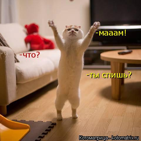 Котоматрица: -мааам! -что? -ты спишь?