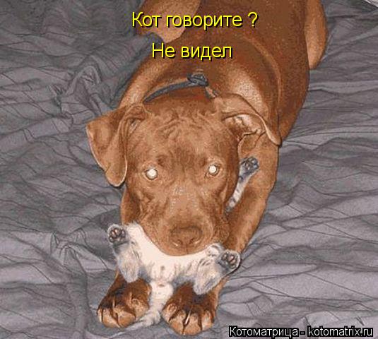 Кот говорите ? Не видел... Котоматрица: Кот говорите ? Не видел