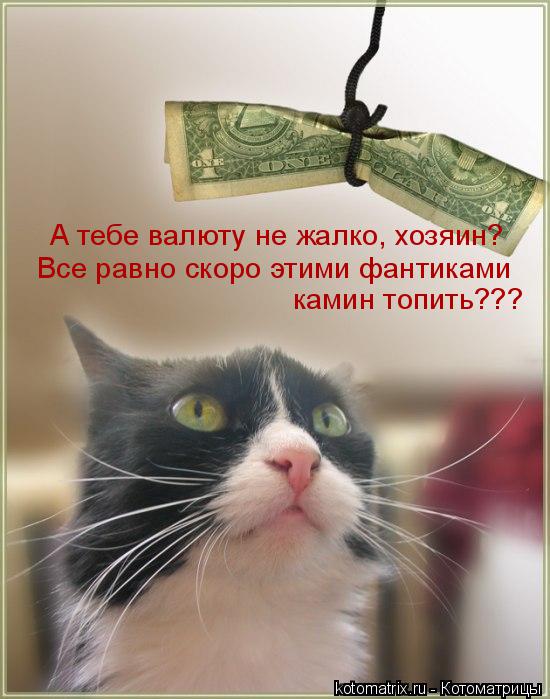 Котоматрица: А тебе валюту не жалко, хозяин? Все равно скоро этими фантиками  камин топить???