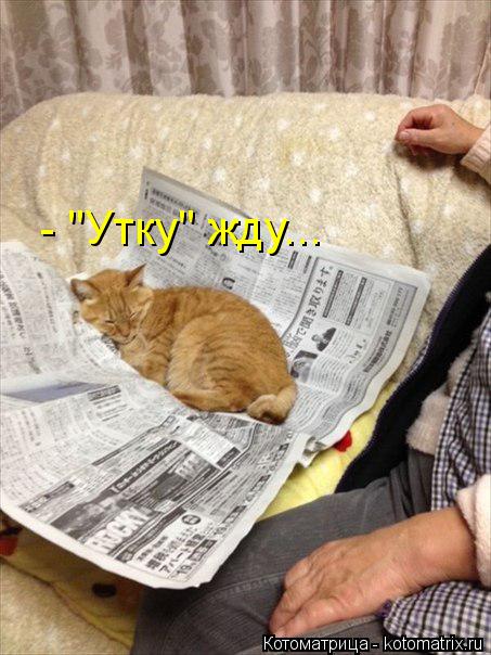 Котоматрица: - "Утку" жду...