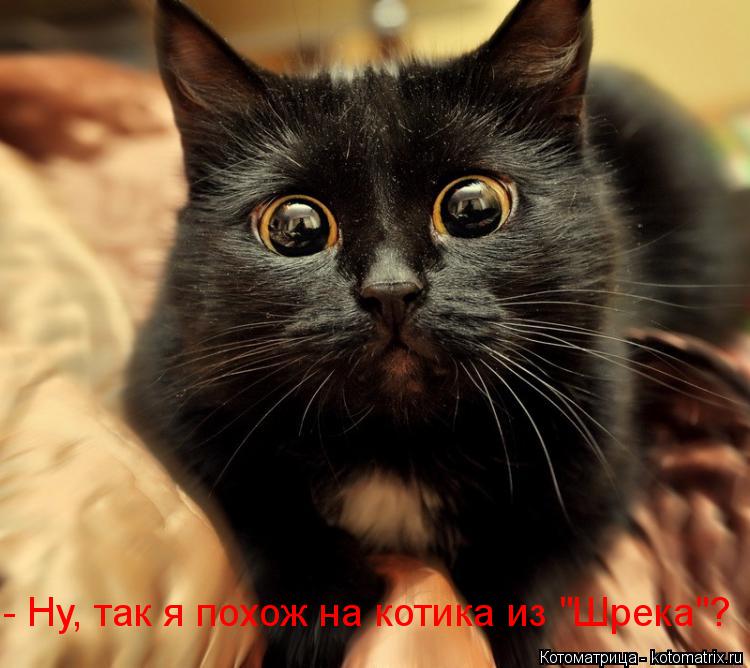 Котоматрица: - Ну, так я похож на котика из "Шрека"?
