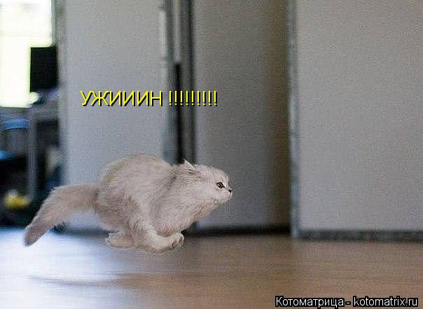 Котоматрица: УЖИИИН !!!!!!!!!