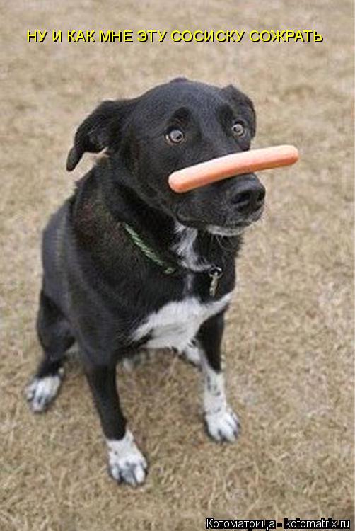 Котоматрица: НУ И КАК МНЕ ЭТУ СОСИСКУ СОЖРАТЬ