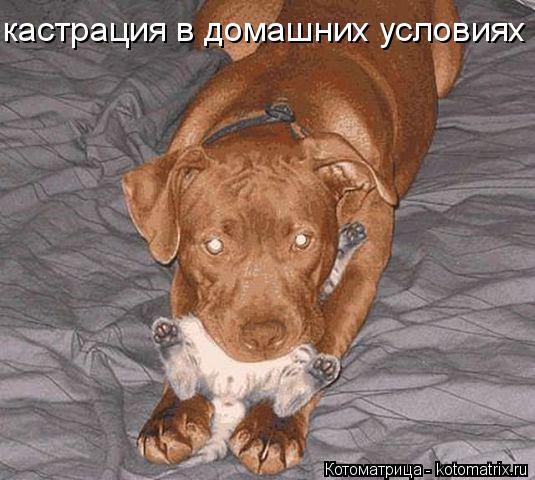 Котоматрица: кастрация в домашних условиях