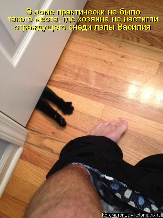 Котоматрица: В доме практически не было  такого места, где хозяина не настигли страждущего снеди лапы Василия