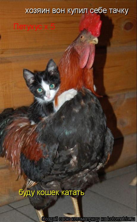 Котоматрица: хозяин вон купил себе тачку  Петухус x 5 буду кошек катать