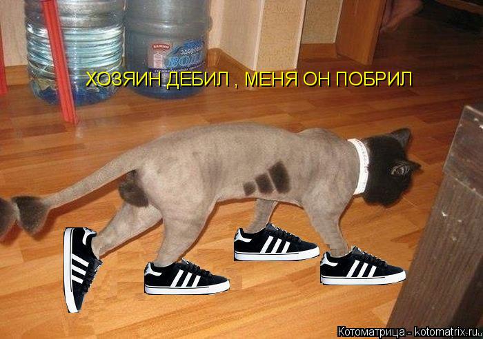 Котоматрица: ХОЗЯИН ДЕБИЛ , МЕНЯ ОН ПОБРИЛ