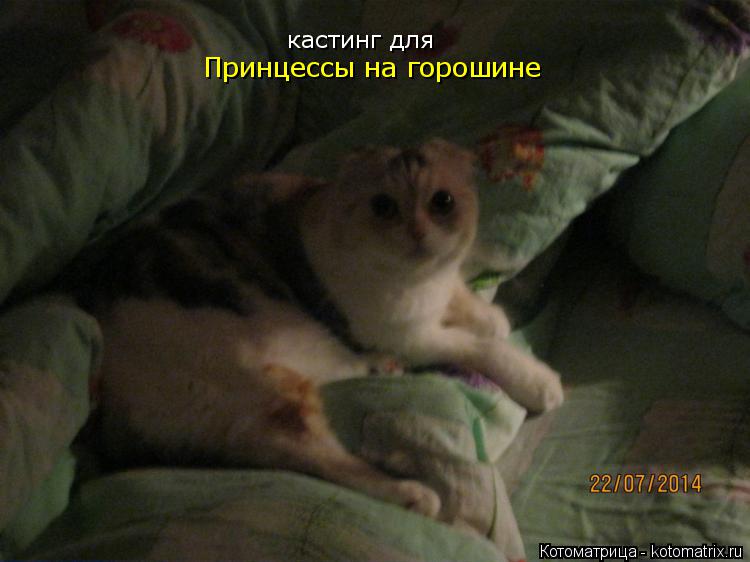 Котоматрица: кастинг для Принцессы на горошине