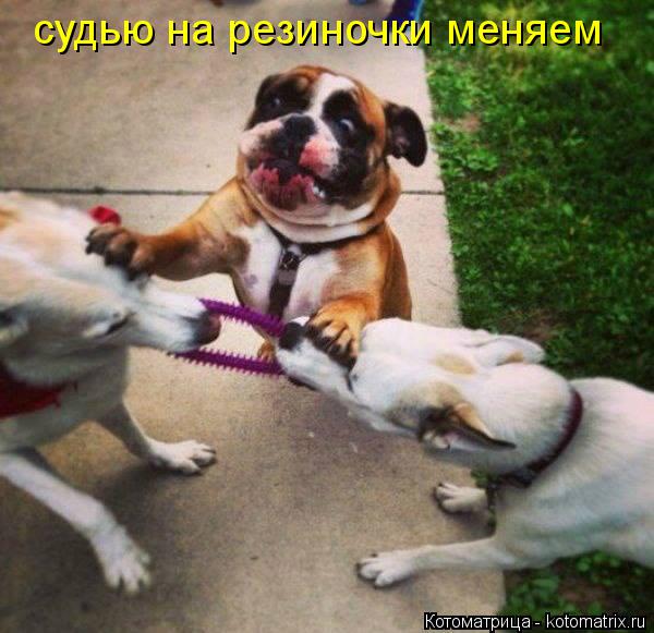 Котоматрица: судью на резиночки меняем