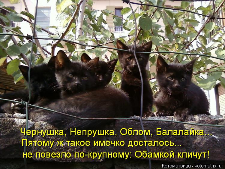 Котоматрица: Чернушка, Непрушка, Облом, Балалайка...   Пятому ж такое имечко досталось...  не повезло по-крупному: Обамкой кличут!