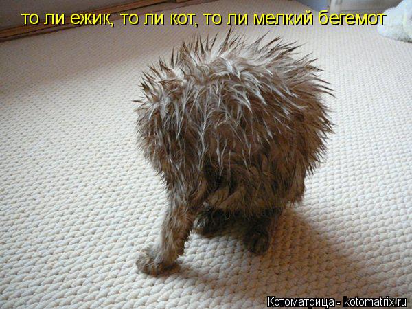 Котоматрица: то ли ежик, то ли кот, то ли мелкий бегемот