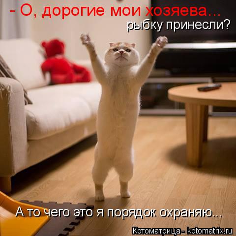 Котоматрица: - О, дорогие мои хозяева... рыбку принесли? А то чего это я порядок охраняю...