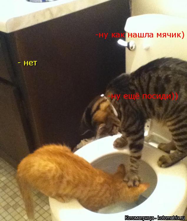 Котоматрица: -ну как нашла мячик) - нет -ну ещё посиди))