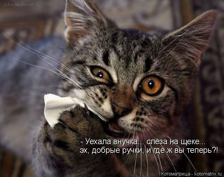 - Уехала внучка... слеза на щеке... эх, добрые ручки, и где ж вы теперь?!... Котоматрица: - Уехала внучка... слеза на щеке... эх, добрые ручки, и где ж вы теперь?!