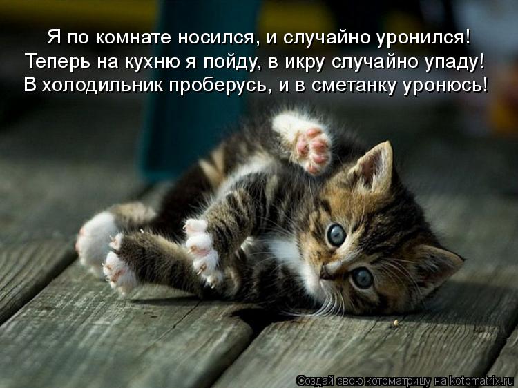 Котоматрица: Я по комнате носился, и случайно уронился! Теперь на кухню я пойду, в икру случайно упаду! В холодильник проберусь, и в сметанку уронюсь!