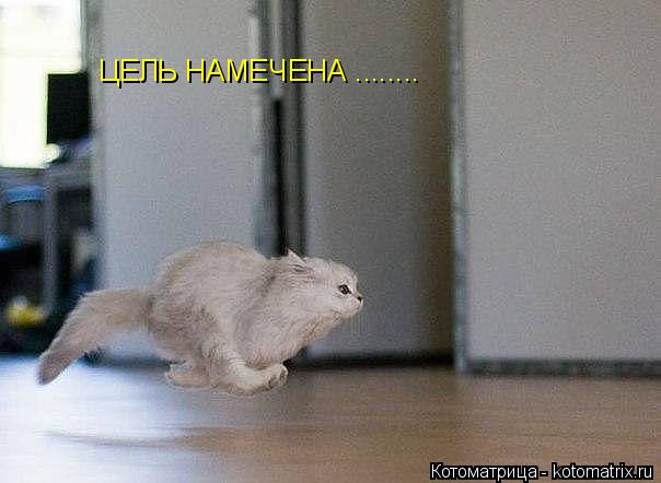 Котоматрица: ЦЕЛЬ НАМЕЧЕНА ........