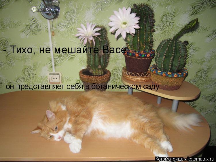 Котоматрица: - Тихо, не мешайте Васе,  он представляет себя в ботаническом саду