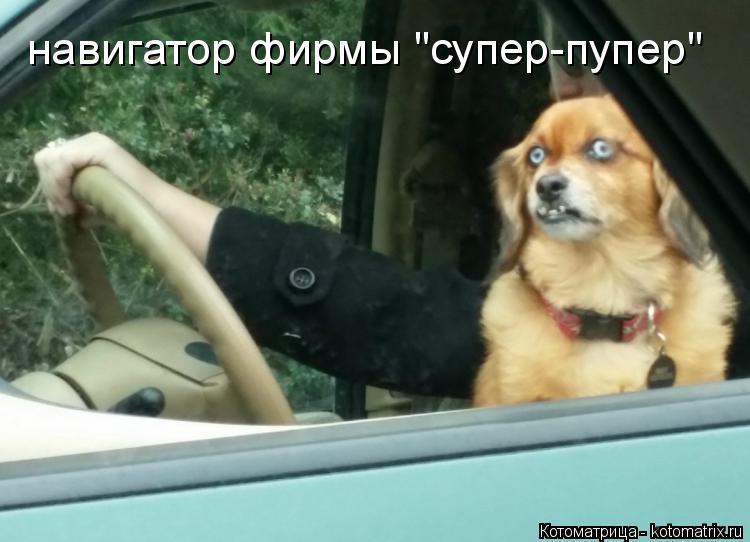Котоматрица: навигатор фирмы "супер-пупер"