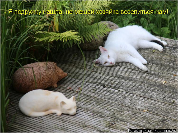 Котоматрица: - Я подружку нашла, не мешай хозяйка веселиться нам!