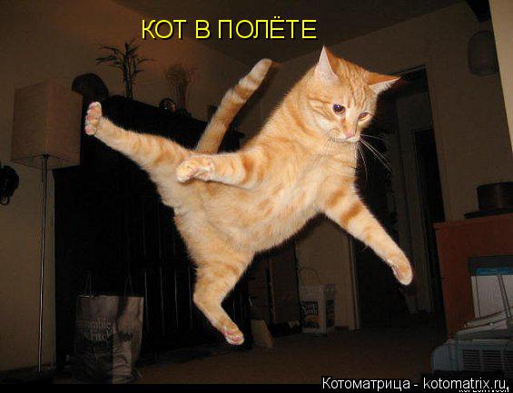 Котоматрица: КОТ В ПОЛЁТЕ