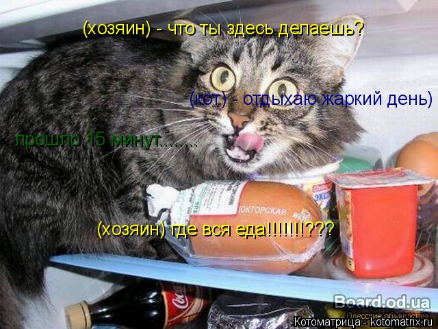 Котоматрица: (хозяин) - что ты здесь делаешь? (кот) - отдыхаю жаркий день) прошло 15 минут........ (хозяин) где вся еда!!!!!!!???