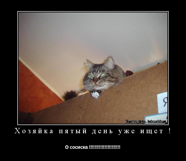 Котоматрица: Хозяйка пятый день уже ищет ! О сосиска !!!!!!!!!!!!!!!!!!!!!!
