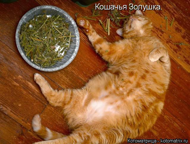 Кошачья Золушка.... Котоматрица: Кошачья Золушка.