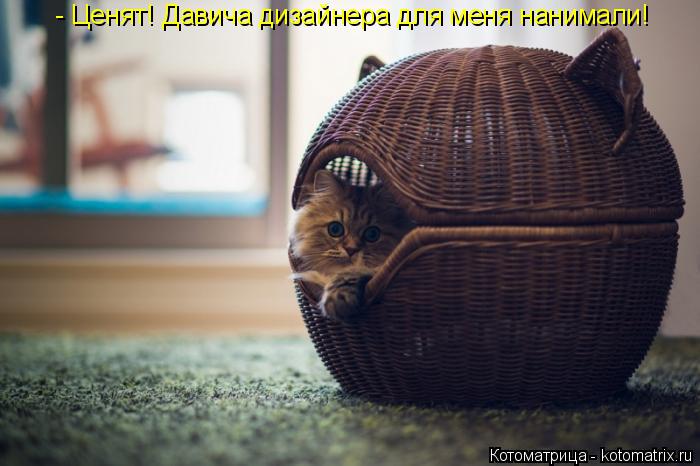 - Ценят! Давича дизайнера для меня нанимали!... Котоматрица: - Ценят! Давича дизайнера для меня нанимали!