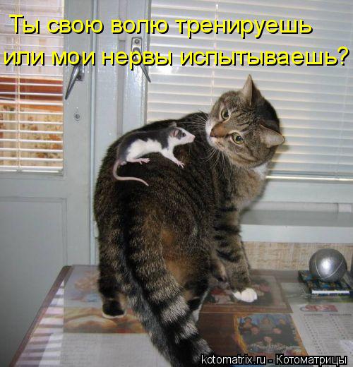 или мои нервы испытываешь? Ты свою волю тренируешь... Котоматрица: или мои нервы испытываешь? Ты свою волю тренируешь
