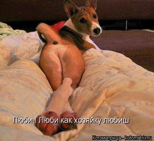 Котоматрица: Люби ! Люби как хозяйку любиш