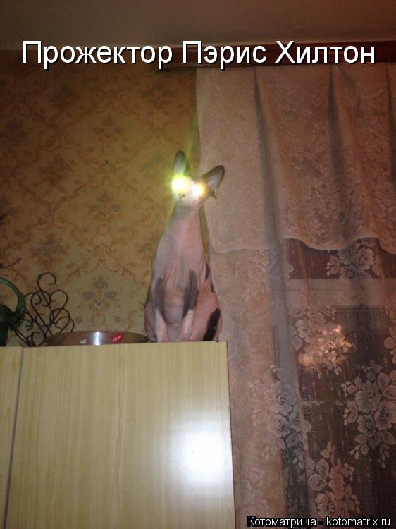 Котоматрица: Прожектор Пэрис Хилтон