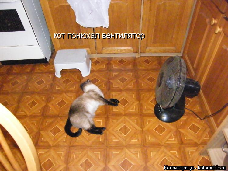 Котоматрица: кот понюхал вентилятор
